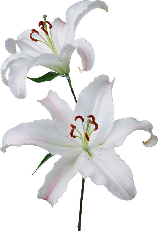 White Lily Blossoms PNG