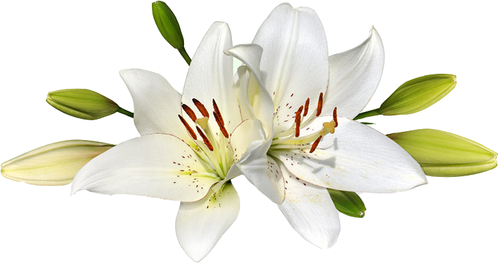 White Lily Blossoms.png PNG