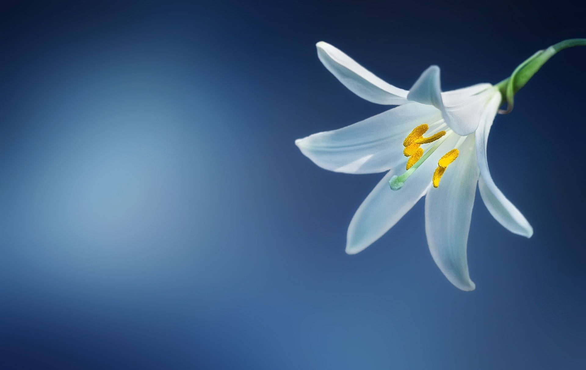 White Lily Digital Art Wallpaper