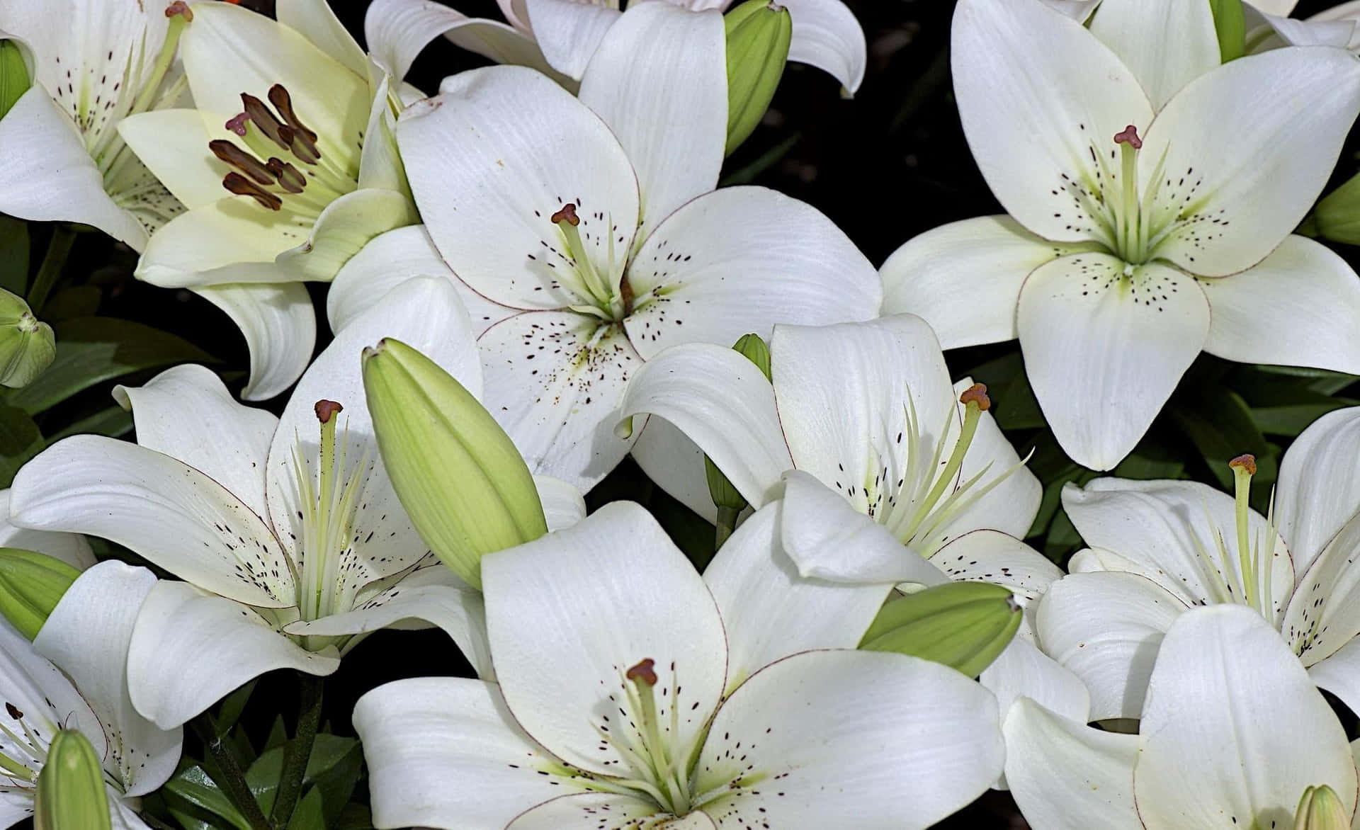 White Lily Dotted Flowers Wallpaper