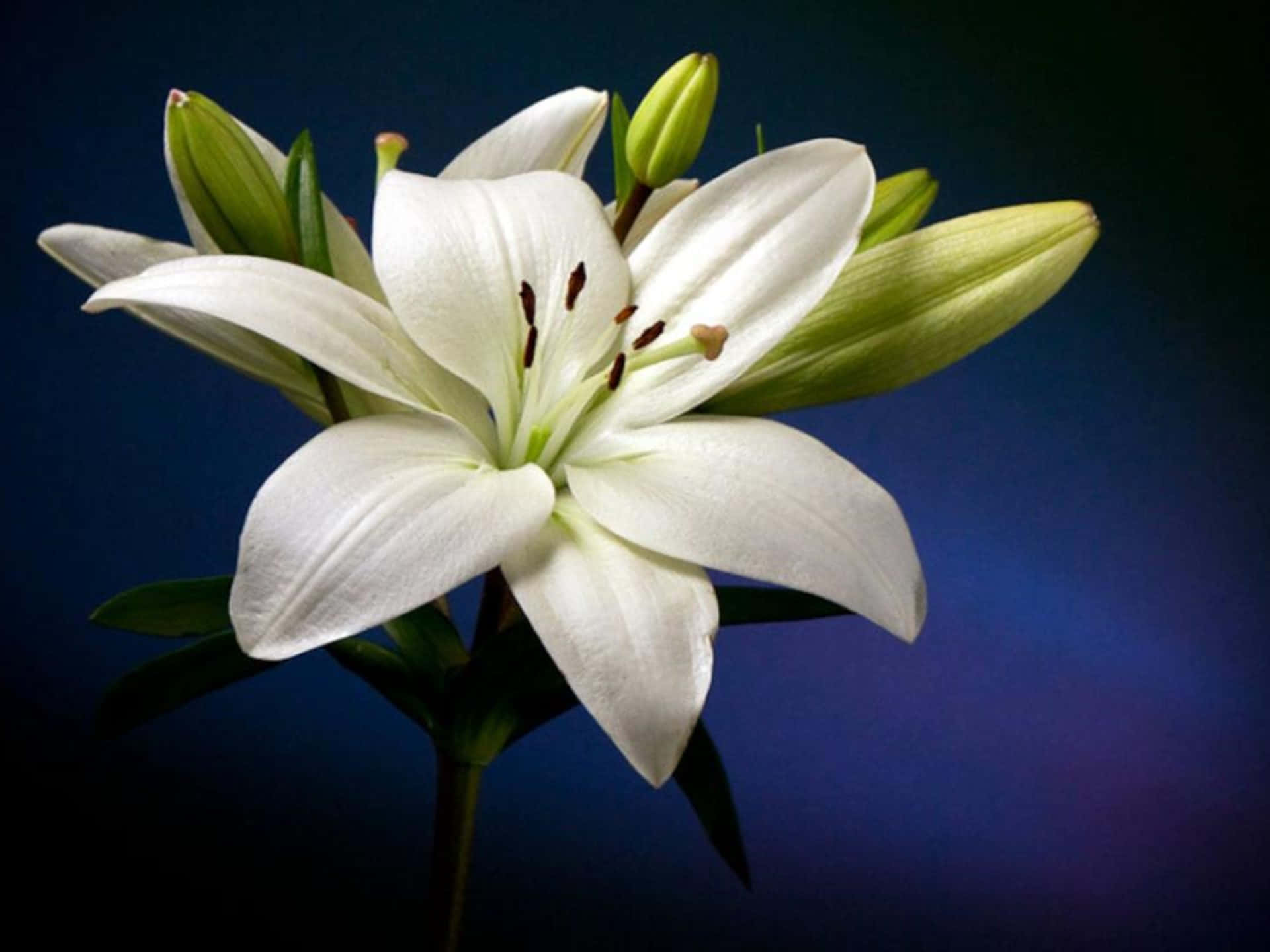 White Lily Flower Dark Blue Wallpaper