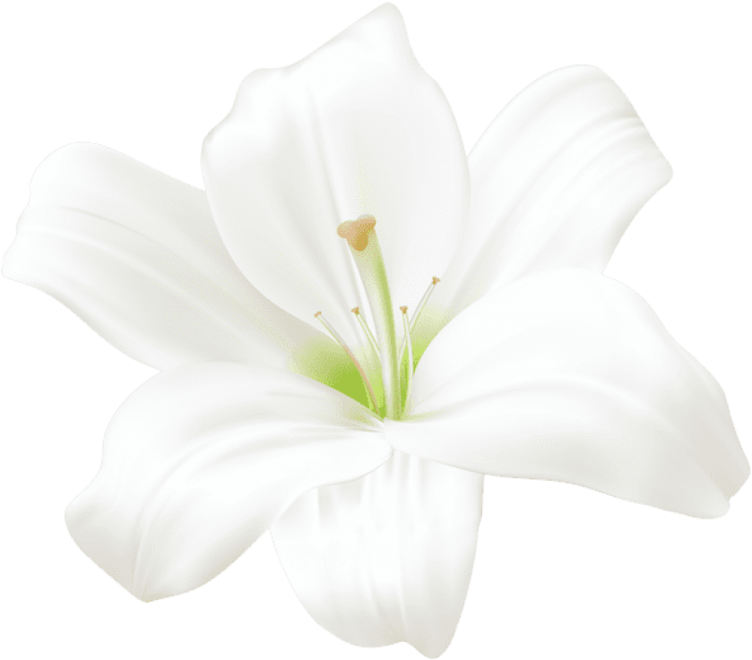 White Lily Flower Graphic PNG