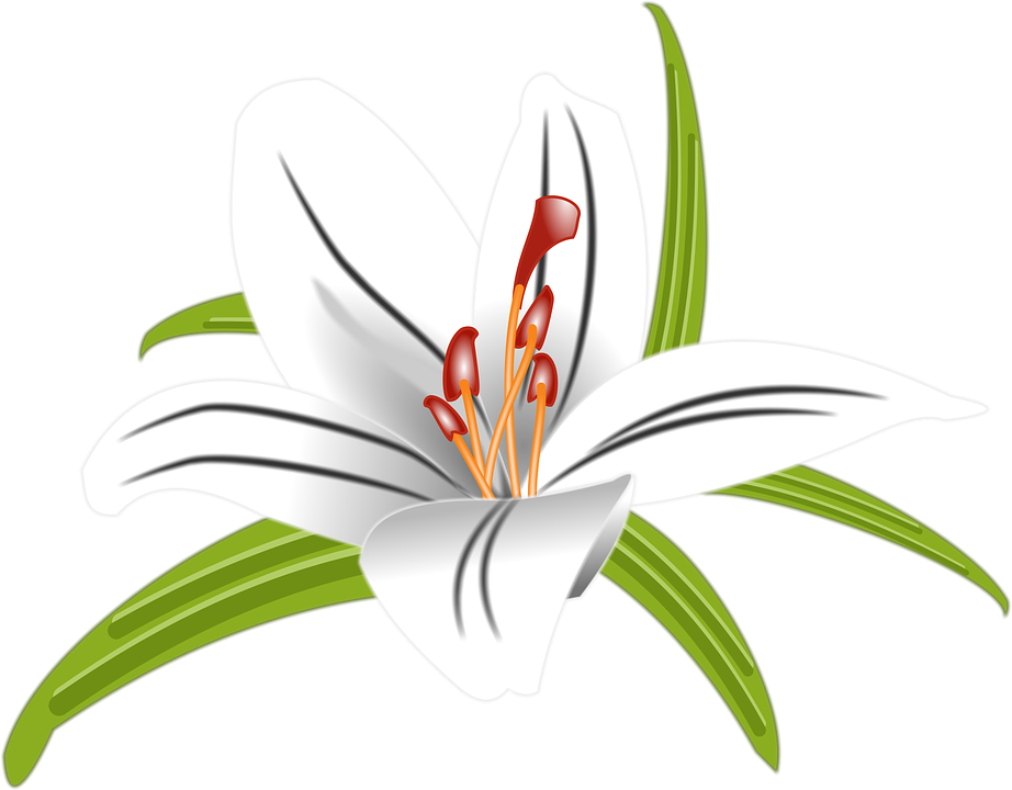 White Lily Flower Illustration PNG