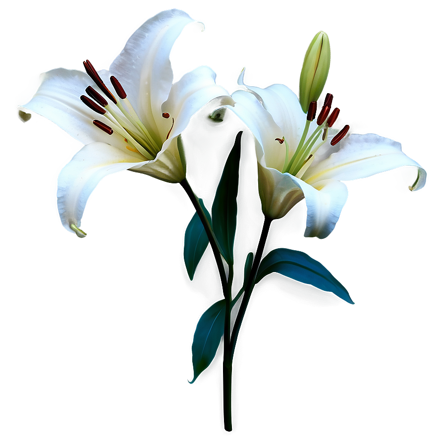 White Lily Flower Png 06272024 PNG