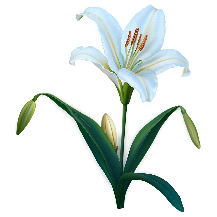White Lily Flower Png 06272024 PNG