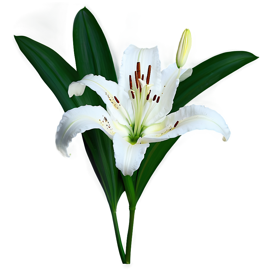 White Lily Flower Png 84 PNG