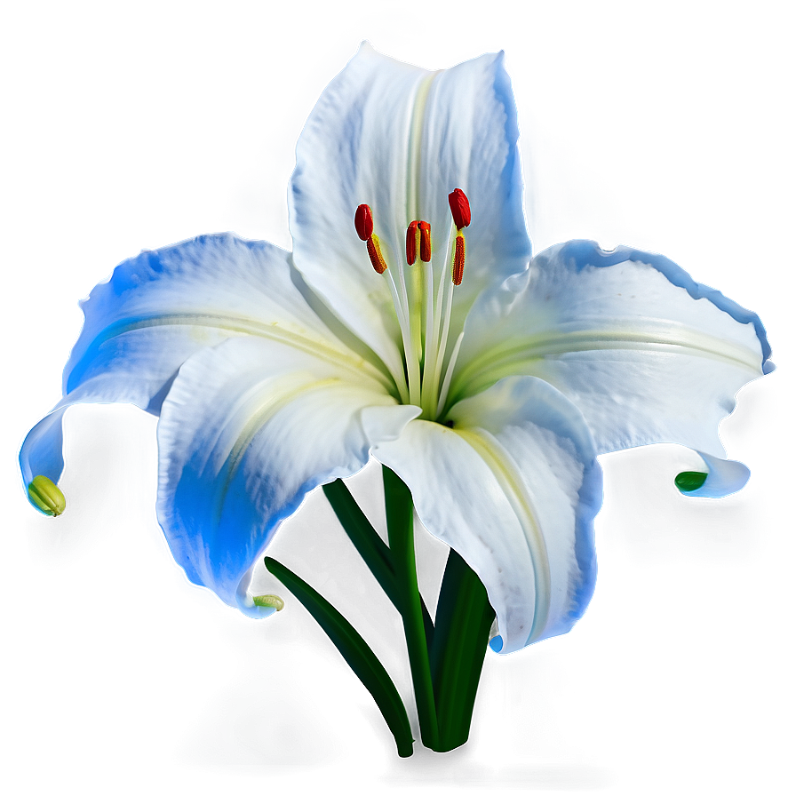 White Lily Flower Png Gif98 PNG