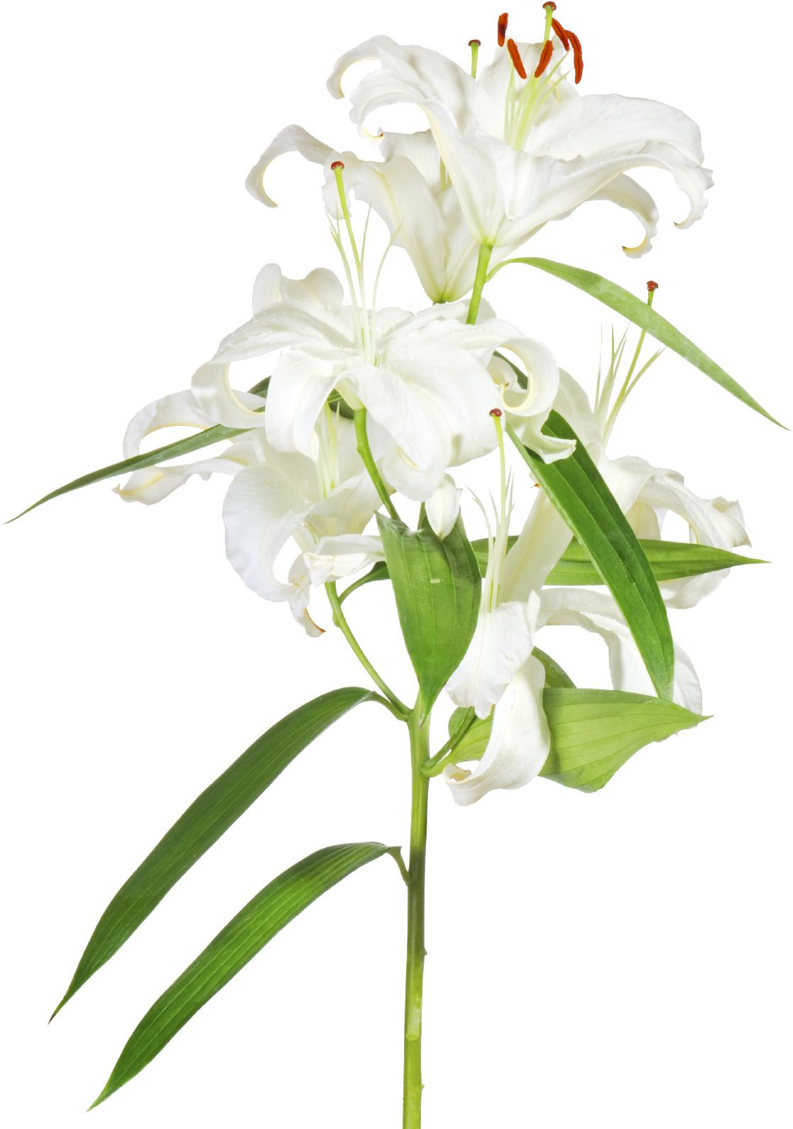 White Lily Flower Transparent Background PNG