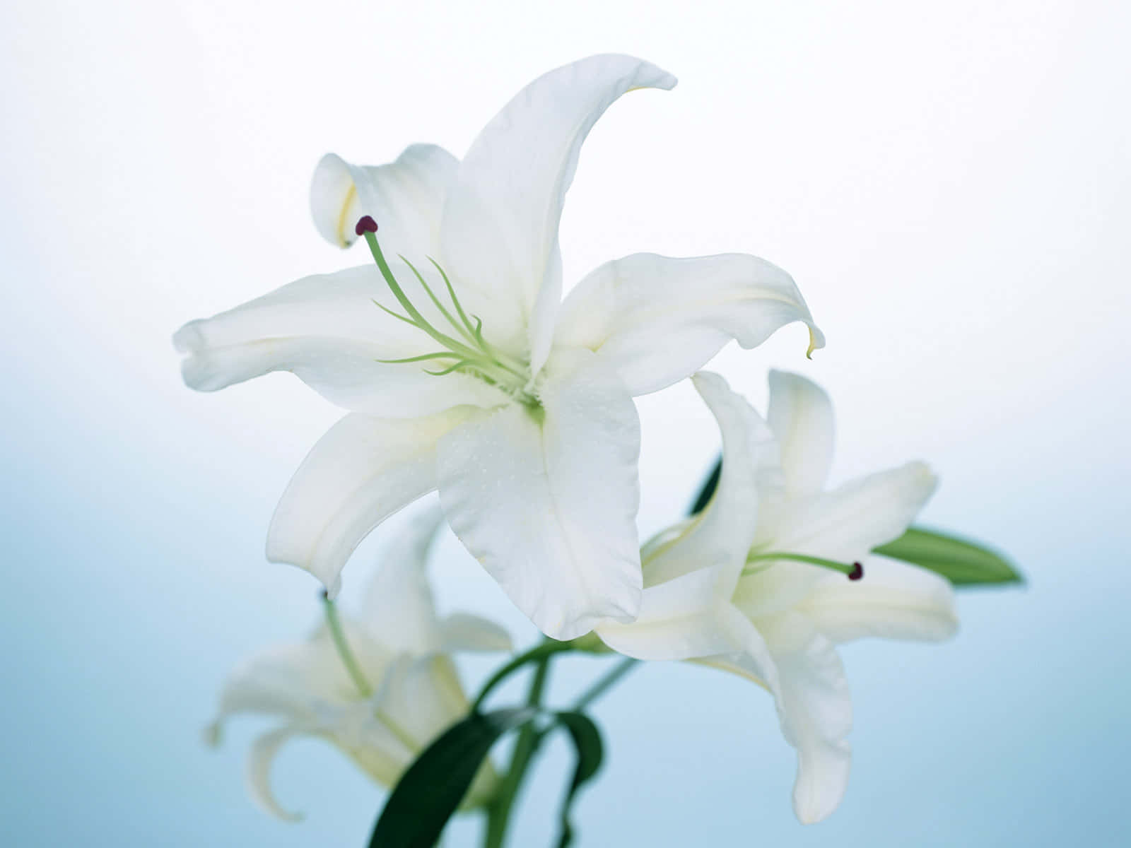 Hvide lilje blomster blomstre for et opmærksomt øjeblik Wallpaper
