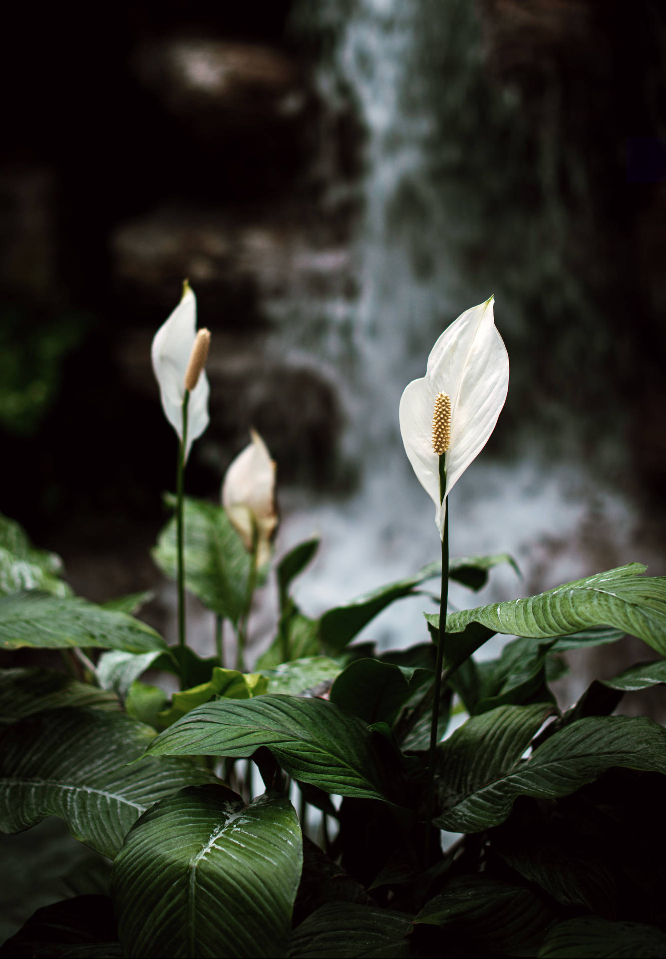 White Lily In Nature Wallpaper