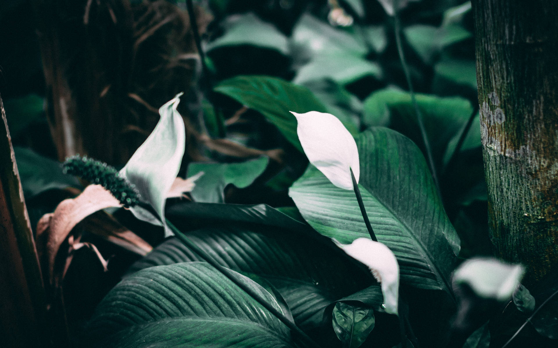 White Lily In The Wild Wallpaper