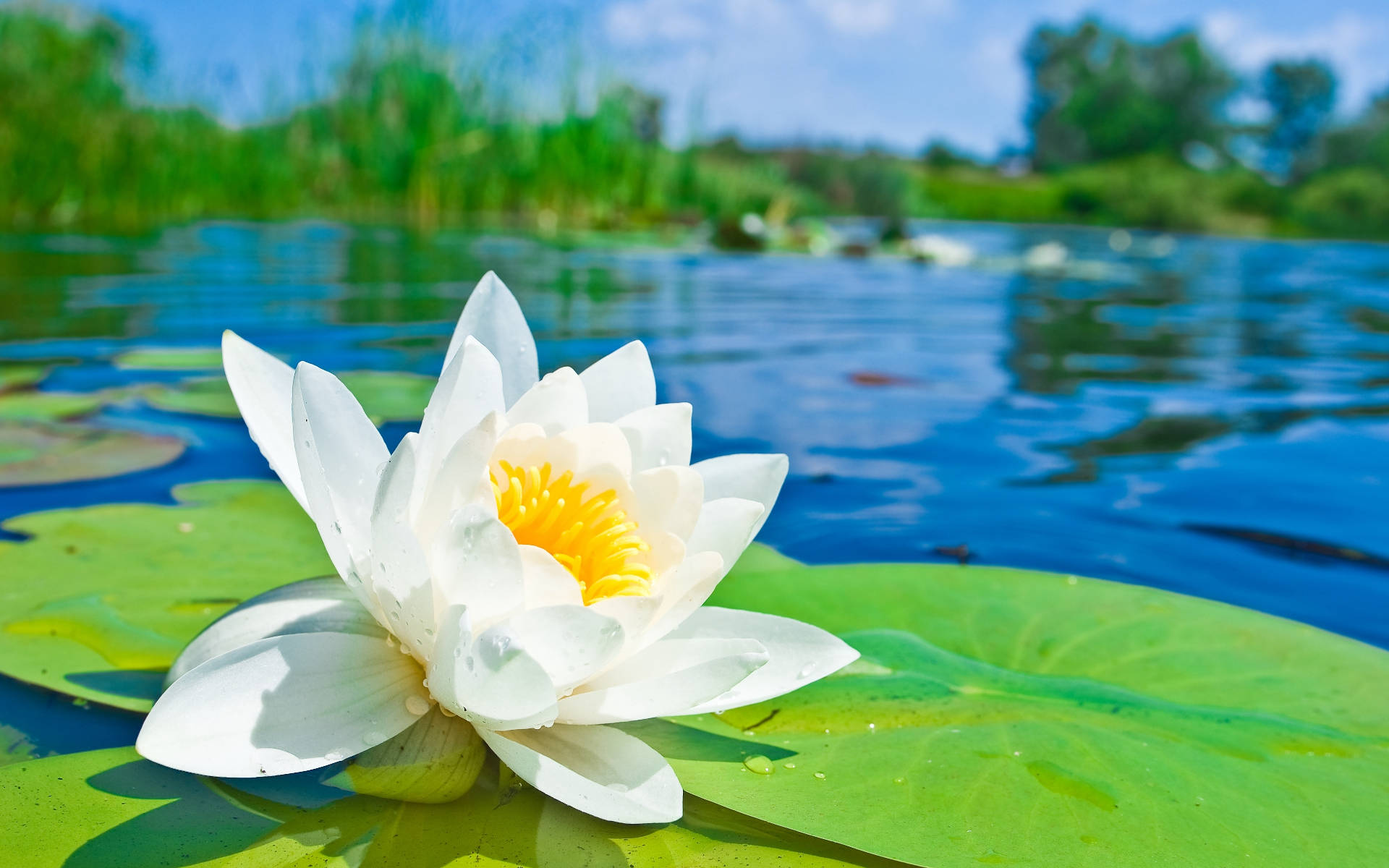 White Lily On Pond Wallpaper