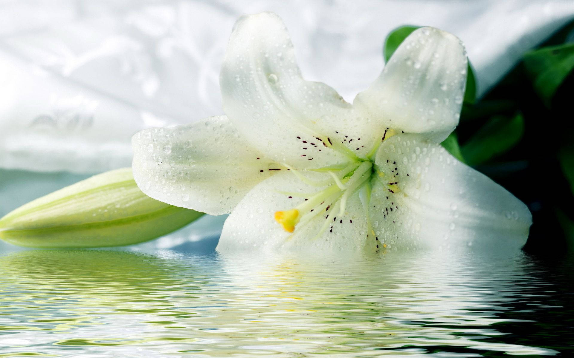 White Lily On Water Wallpaper