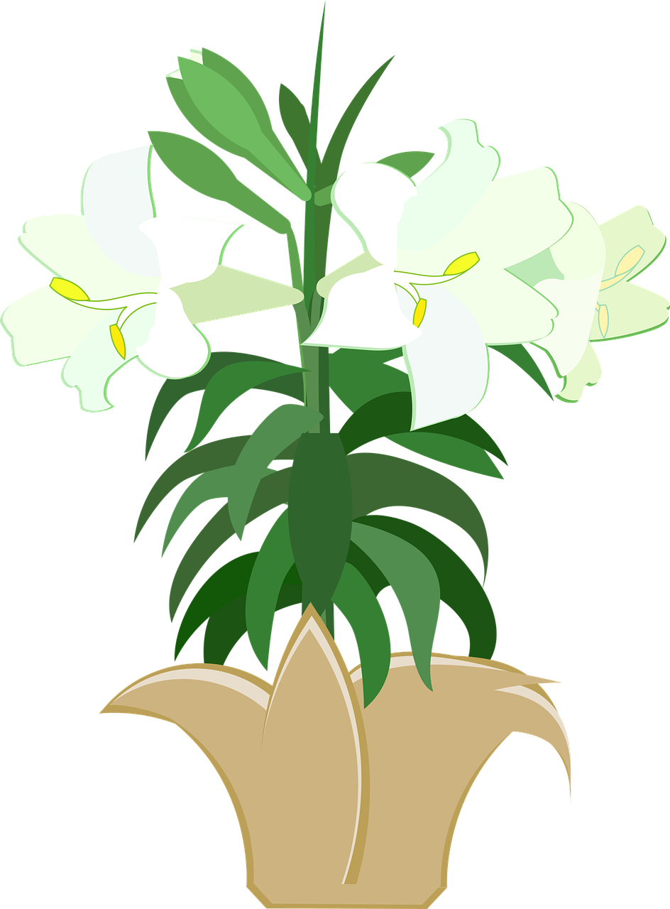 White Lily Plant Illustration PNG