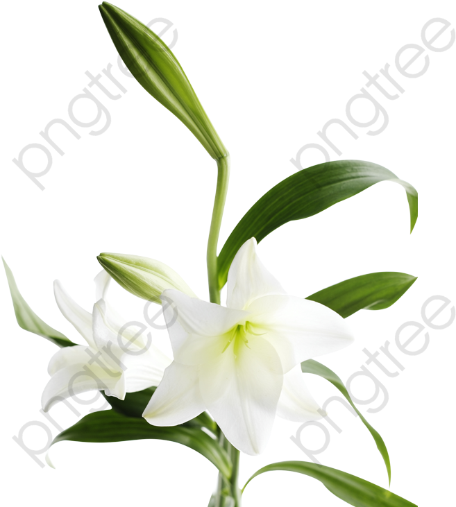 White Lily Transparent Background PNG