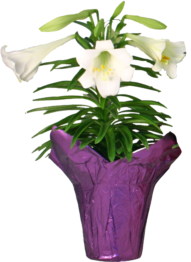 White Lilyin Purple Wrapped Pot PNG