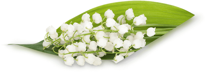 White Lilyofthe Valley Bouquet PNG