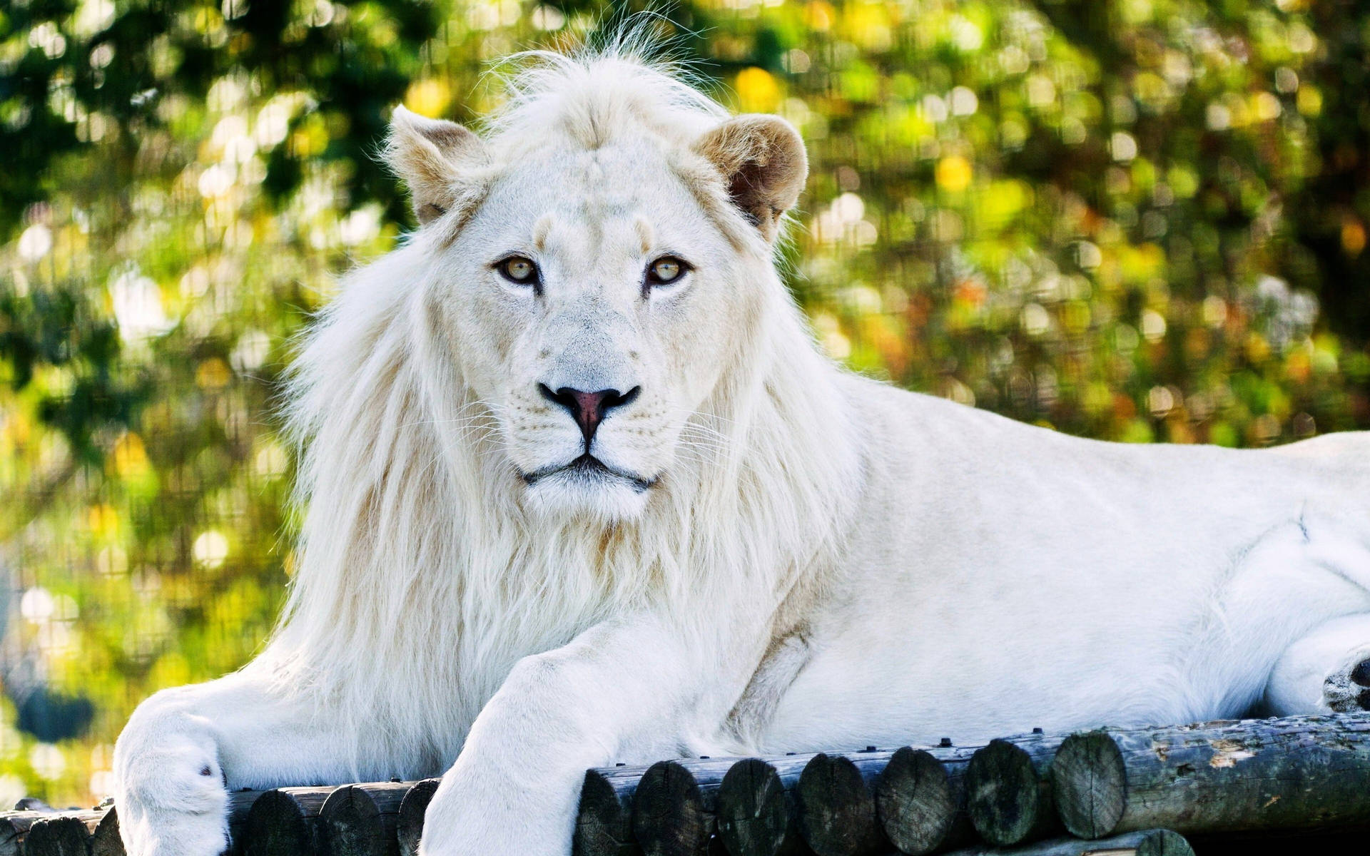 White Lion Albino Wallpaper