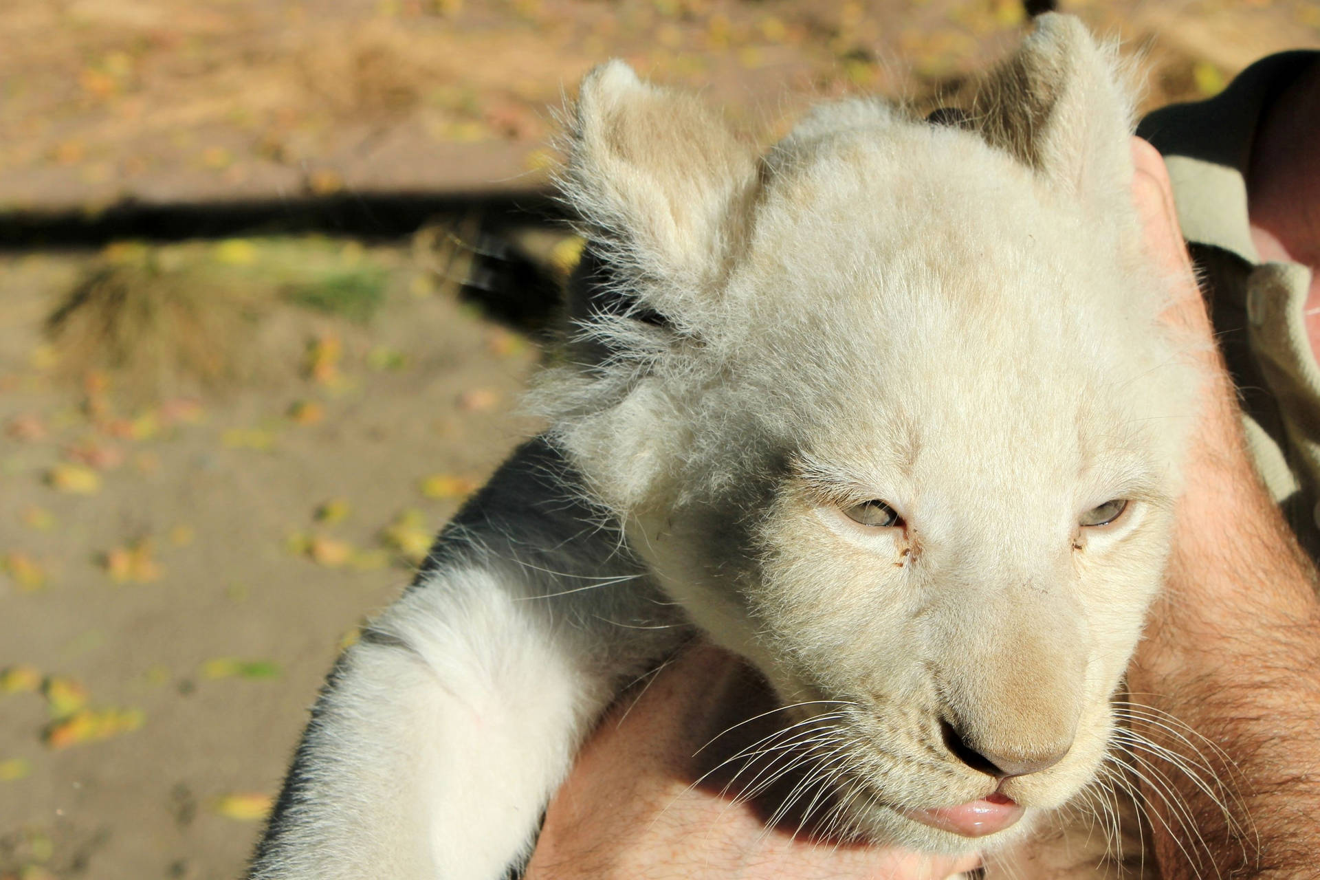 Cubde Leão Branco Sendo Segurado. Papel de Parede
