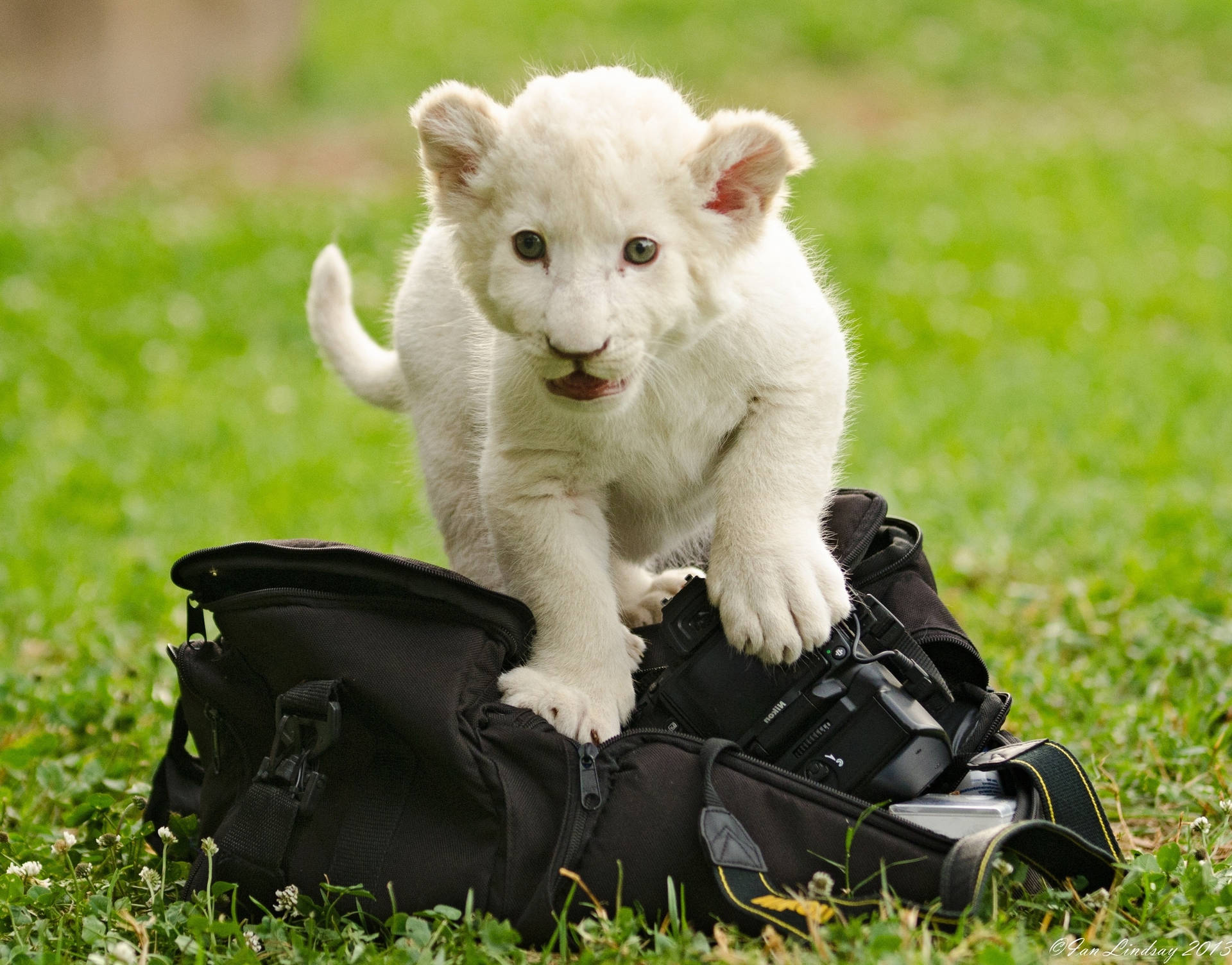A playful white lion cub enjoying life in the African Savanna Wallpaper