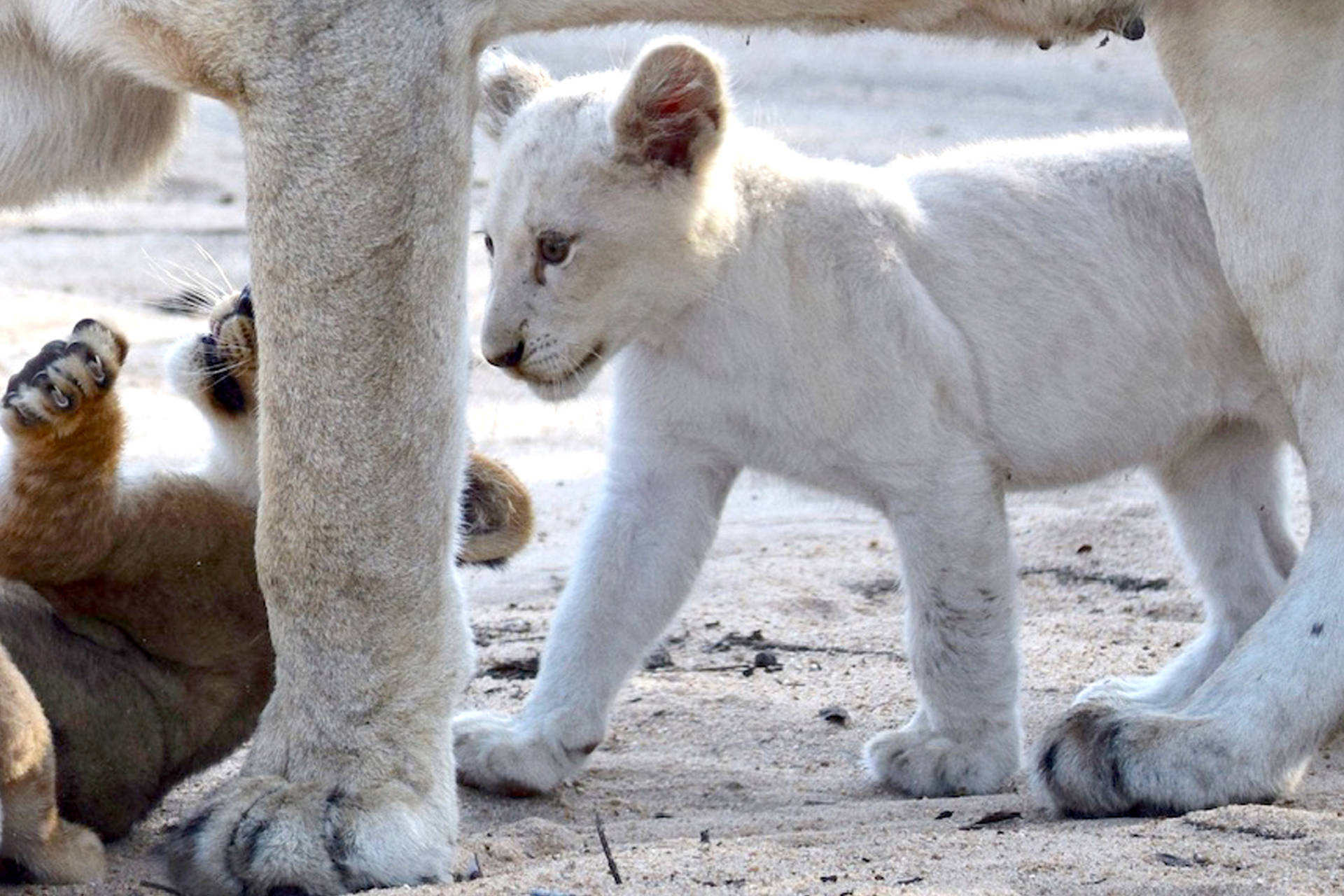Majestic White Lion Cub Exploring the Wild Wallpaper