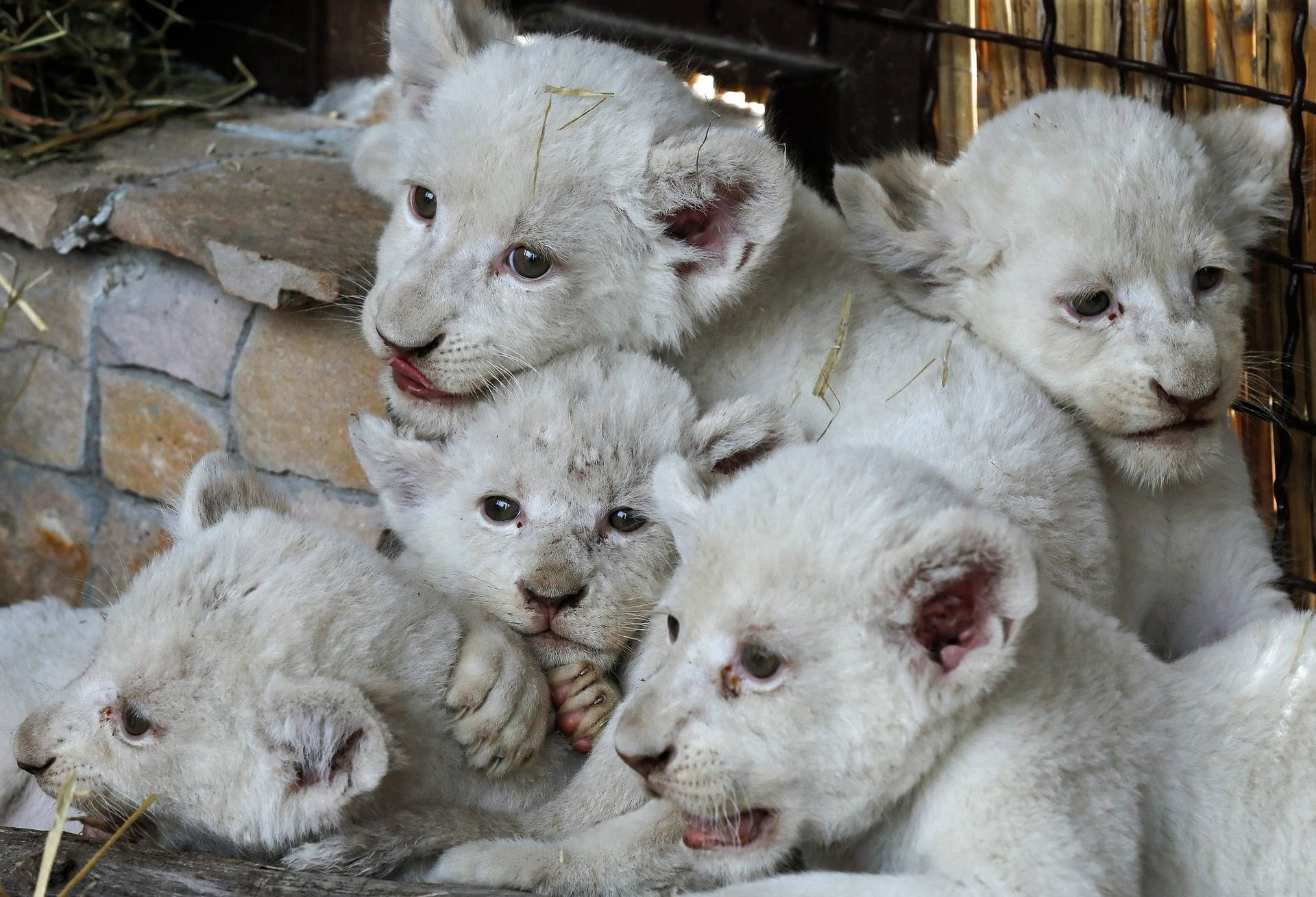 Hvide løve unger vandre gennem en jungle Wallpaper