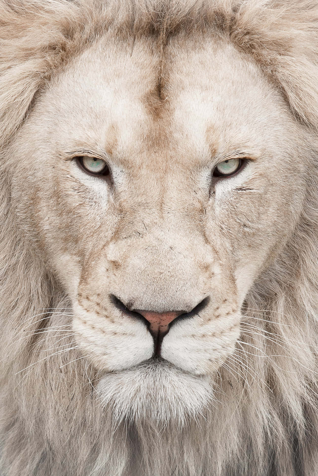 White Lion Face Wallpaper