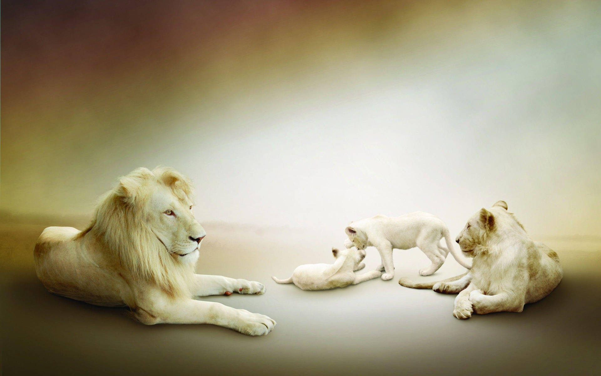 White Lion Family Wallpaper