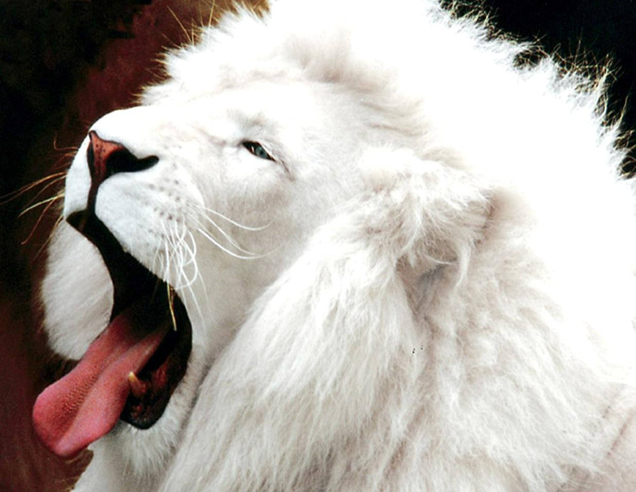White Lion For 3d Lion Desktop Picture