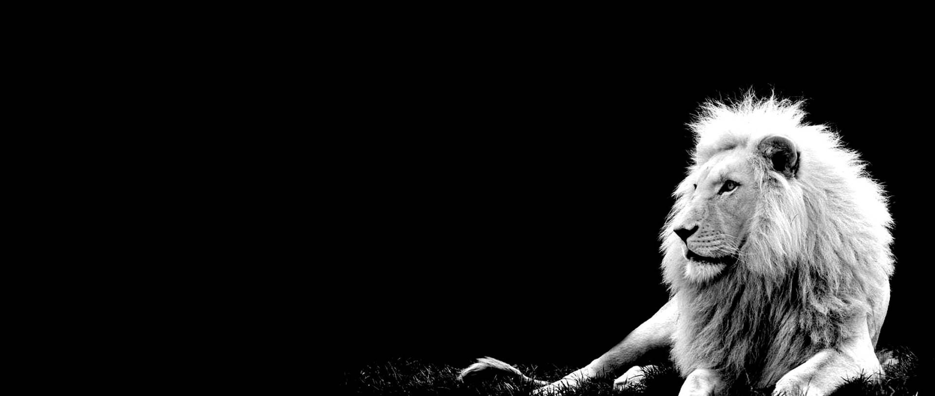 Leónblanco En Negro Liso. Fondo de pantalla