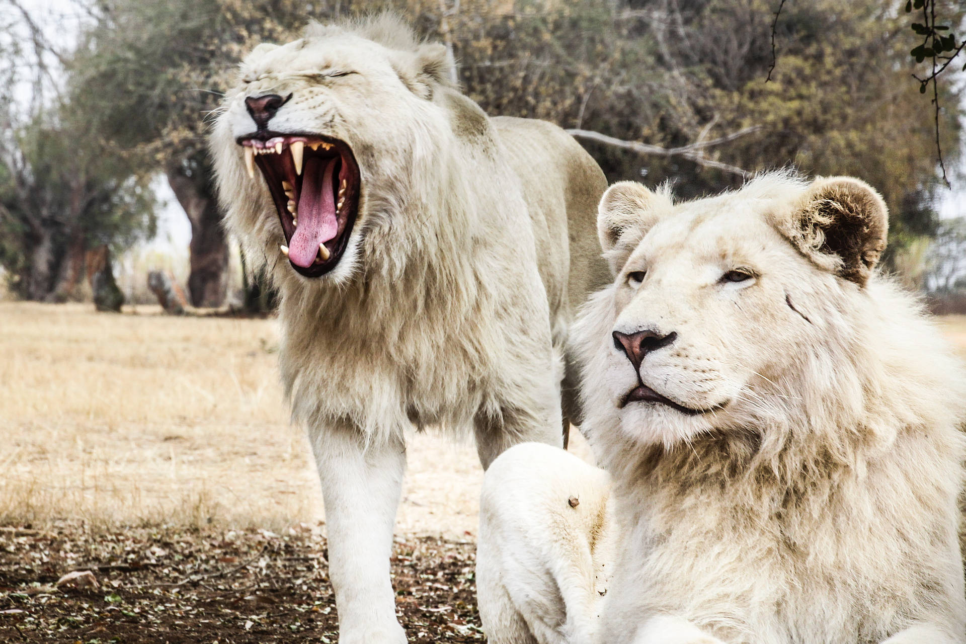 White Lion Male Duo Wallpaper