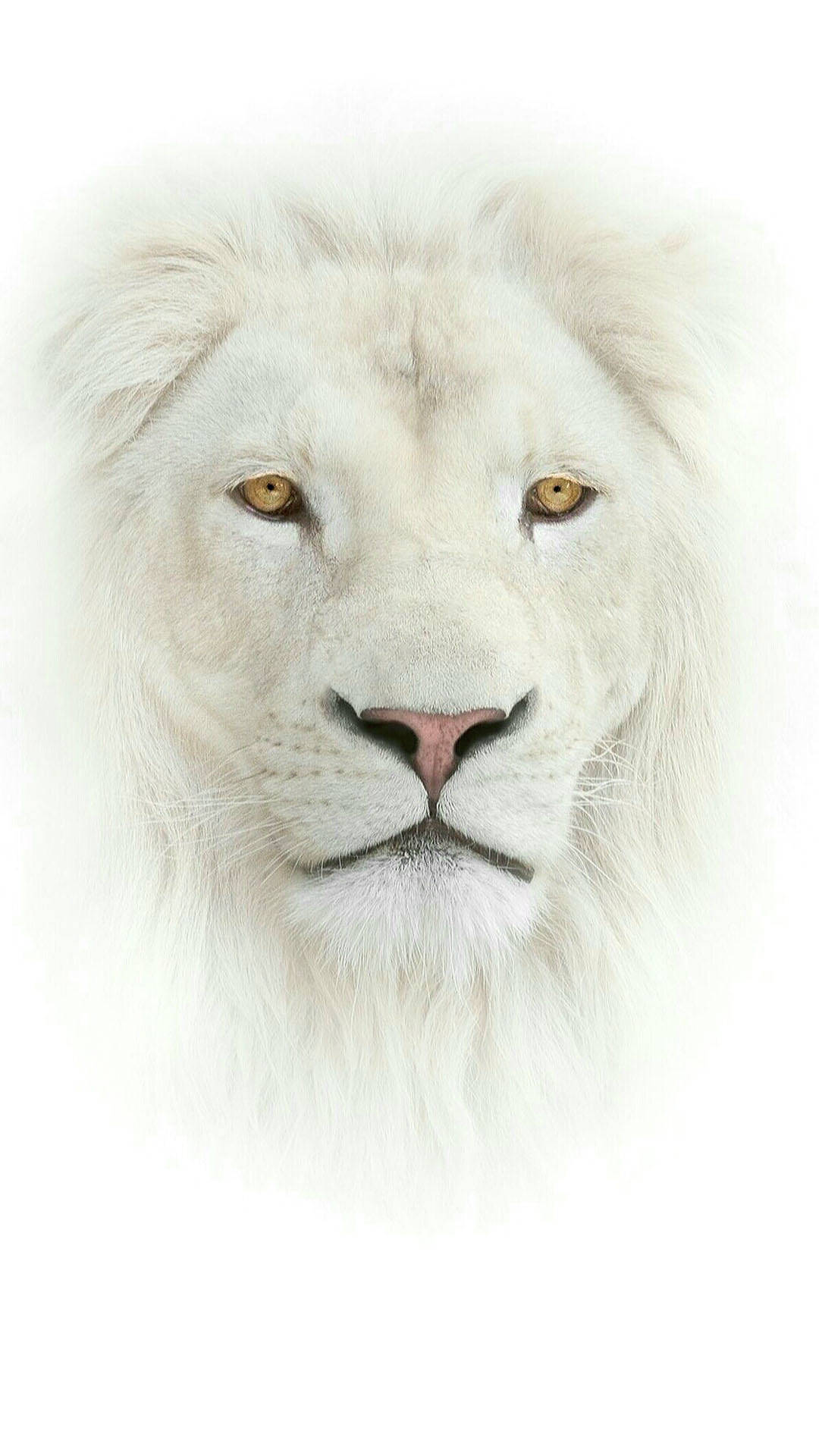 Majestic White Lion Phone Wallpaper Wallpaper