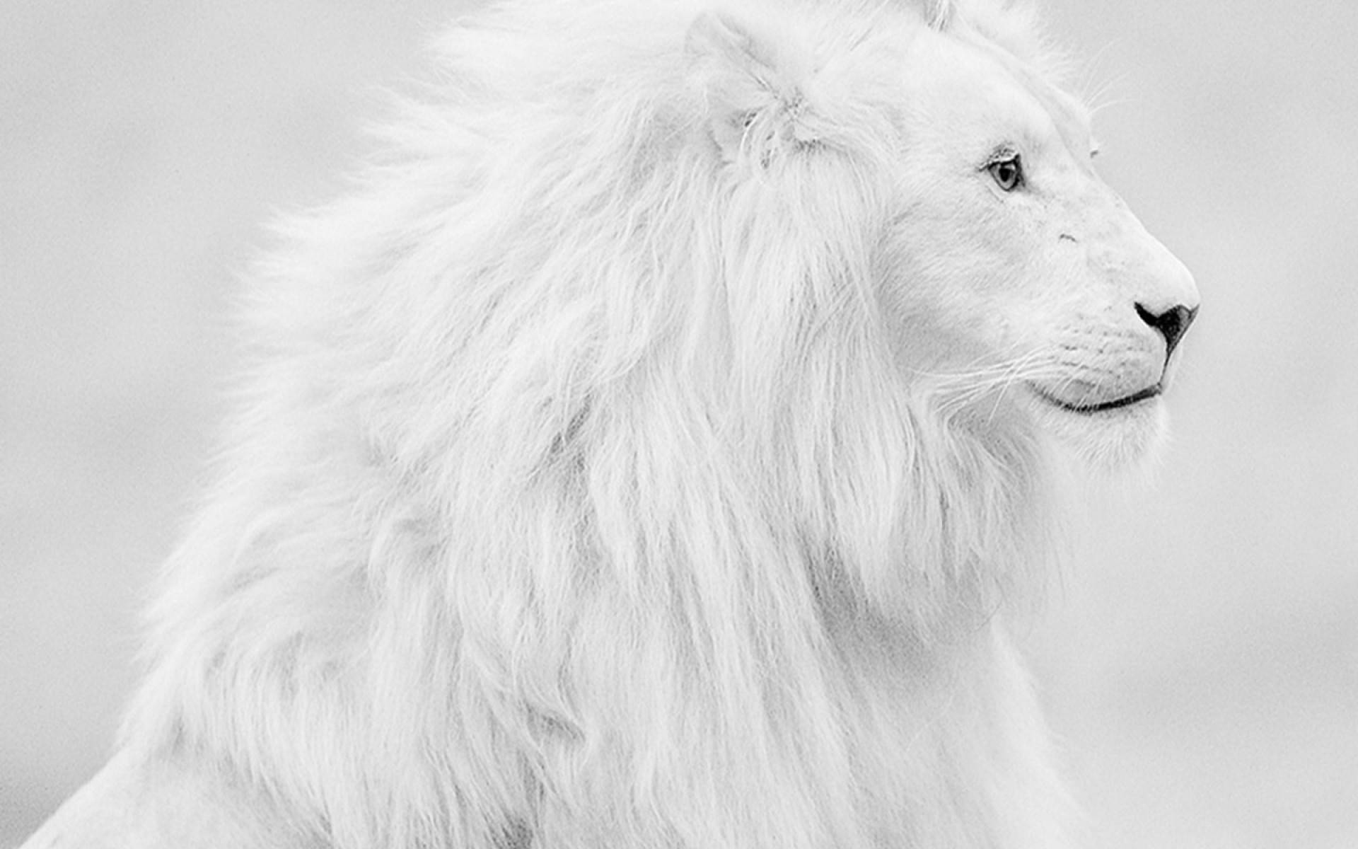 White Lion Set Fra Siden Wallpaper
