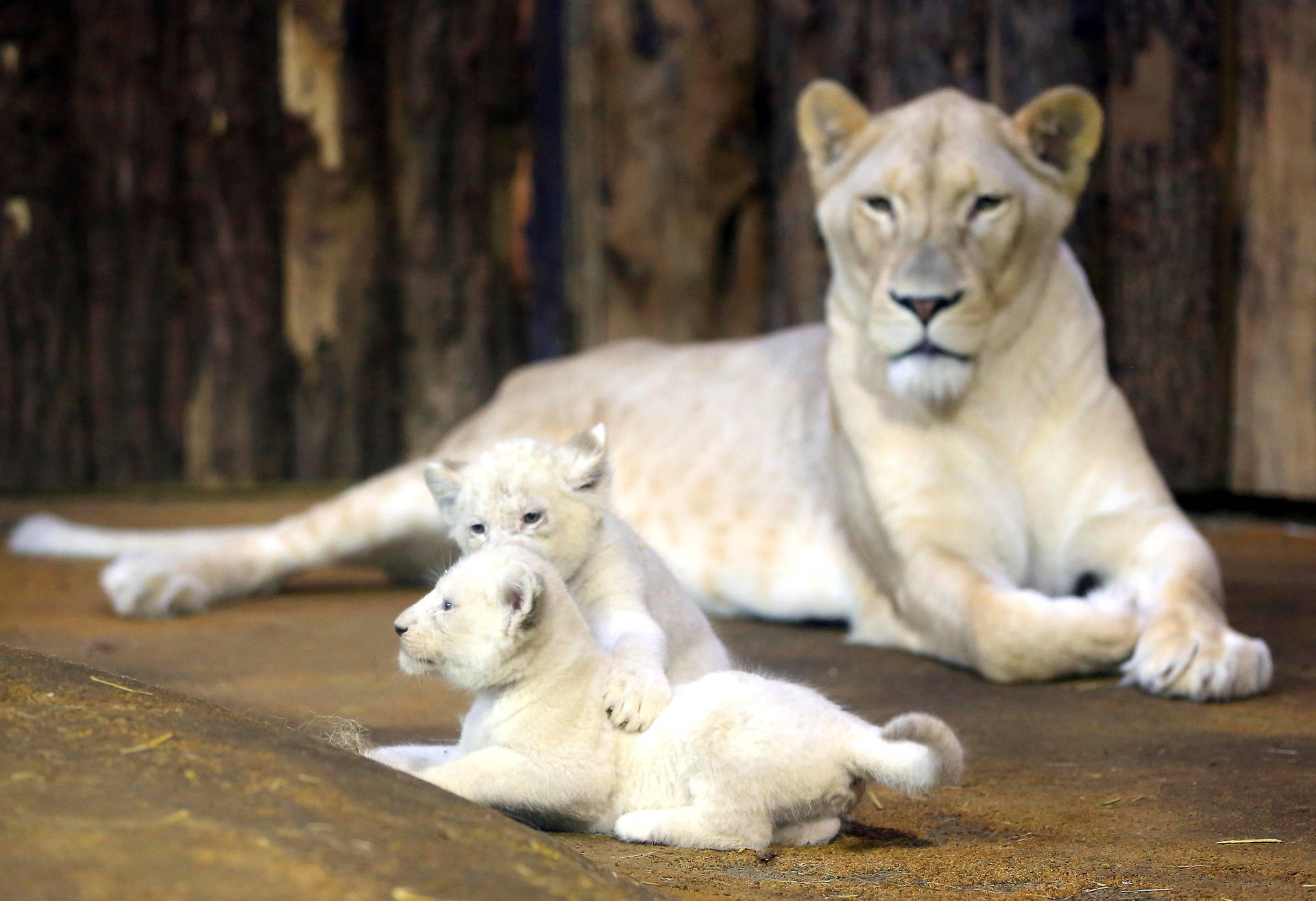 White Lion With Cubs wallpaper