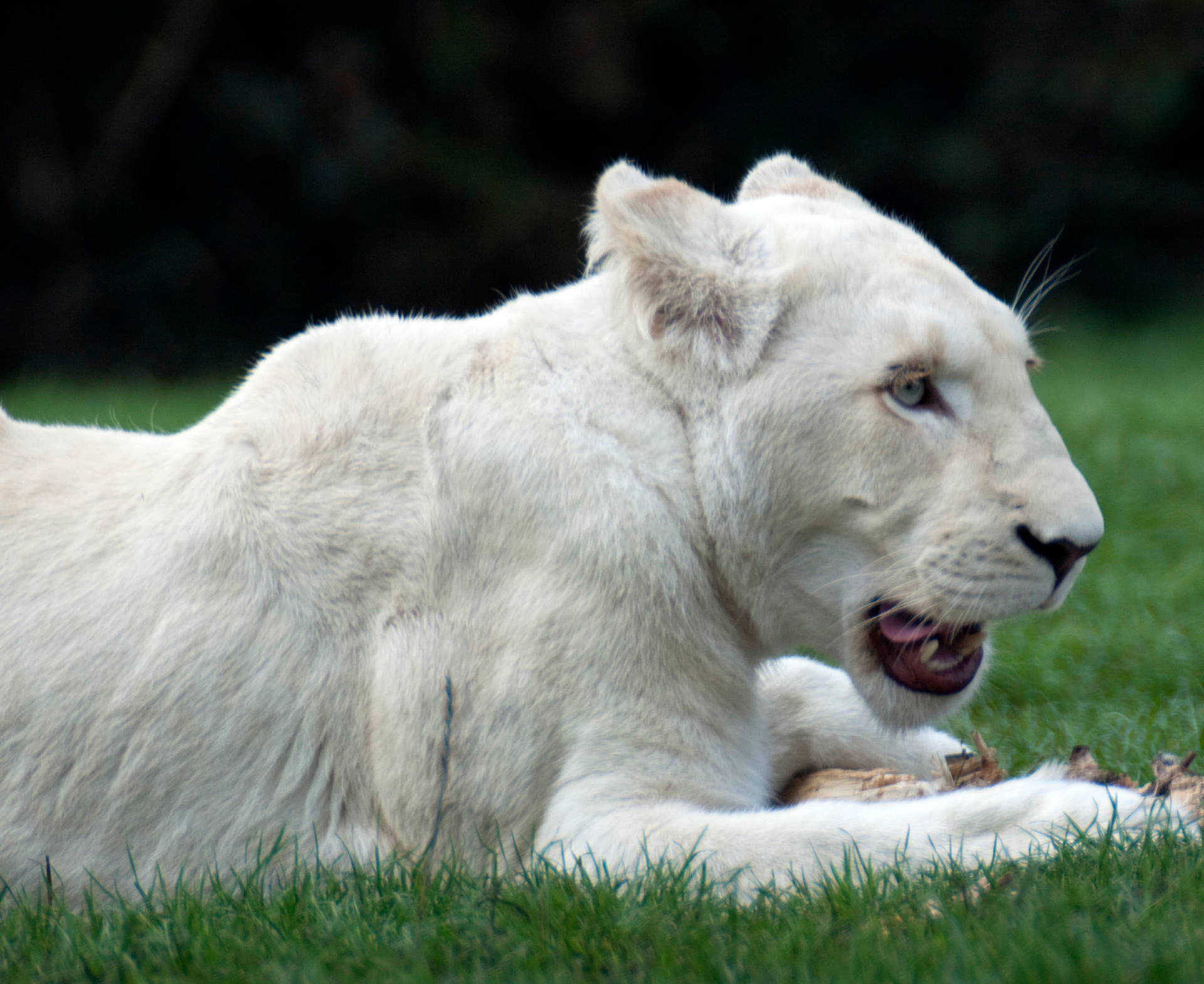 White Lioness Eating Wallpaper