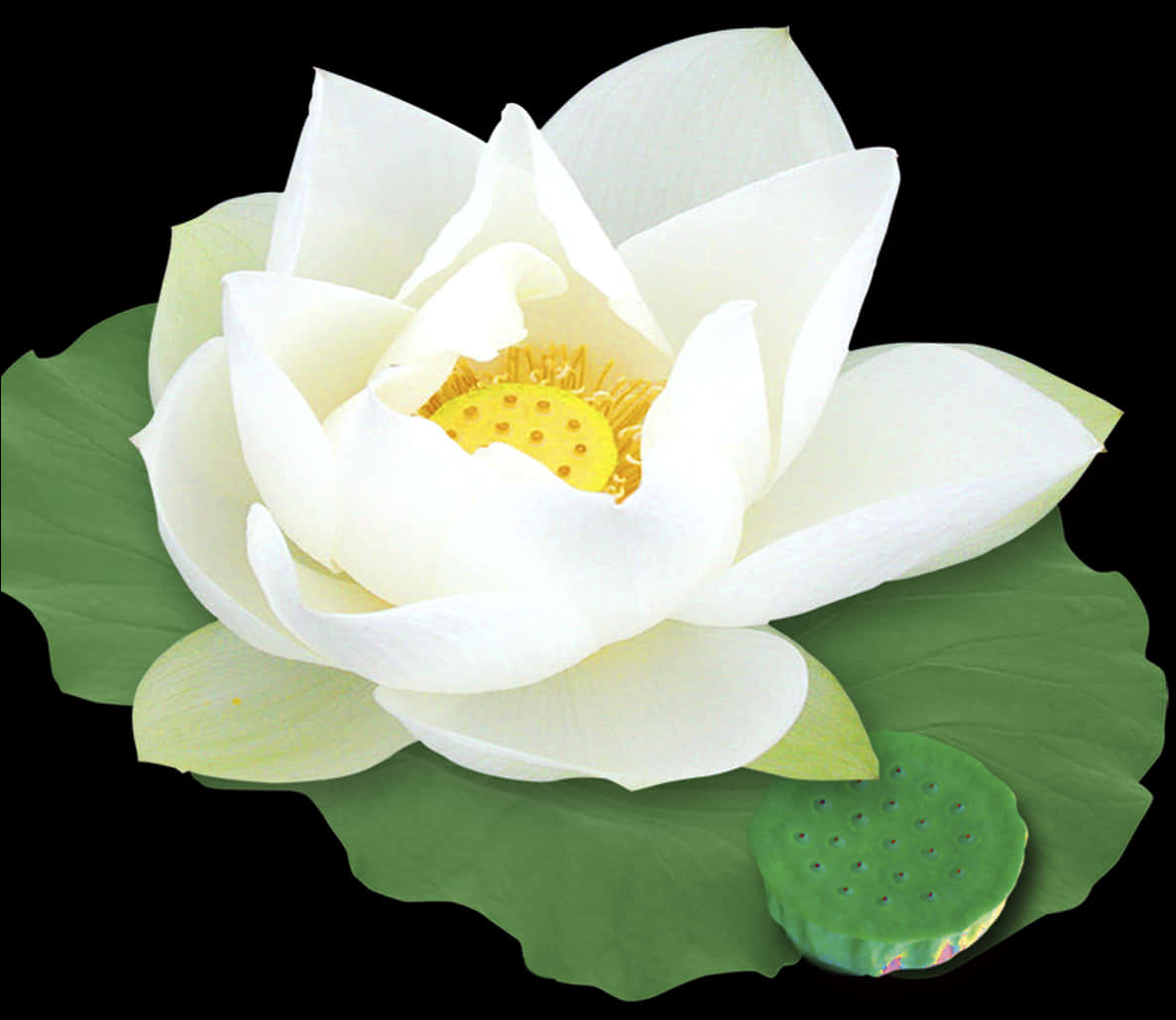 White Lotus Bloomand Seed Pod PNG