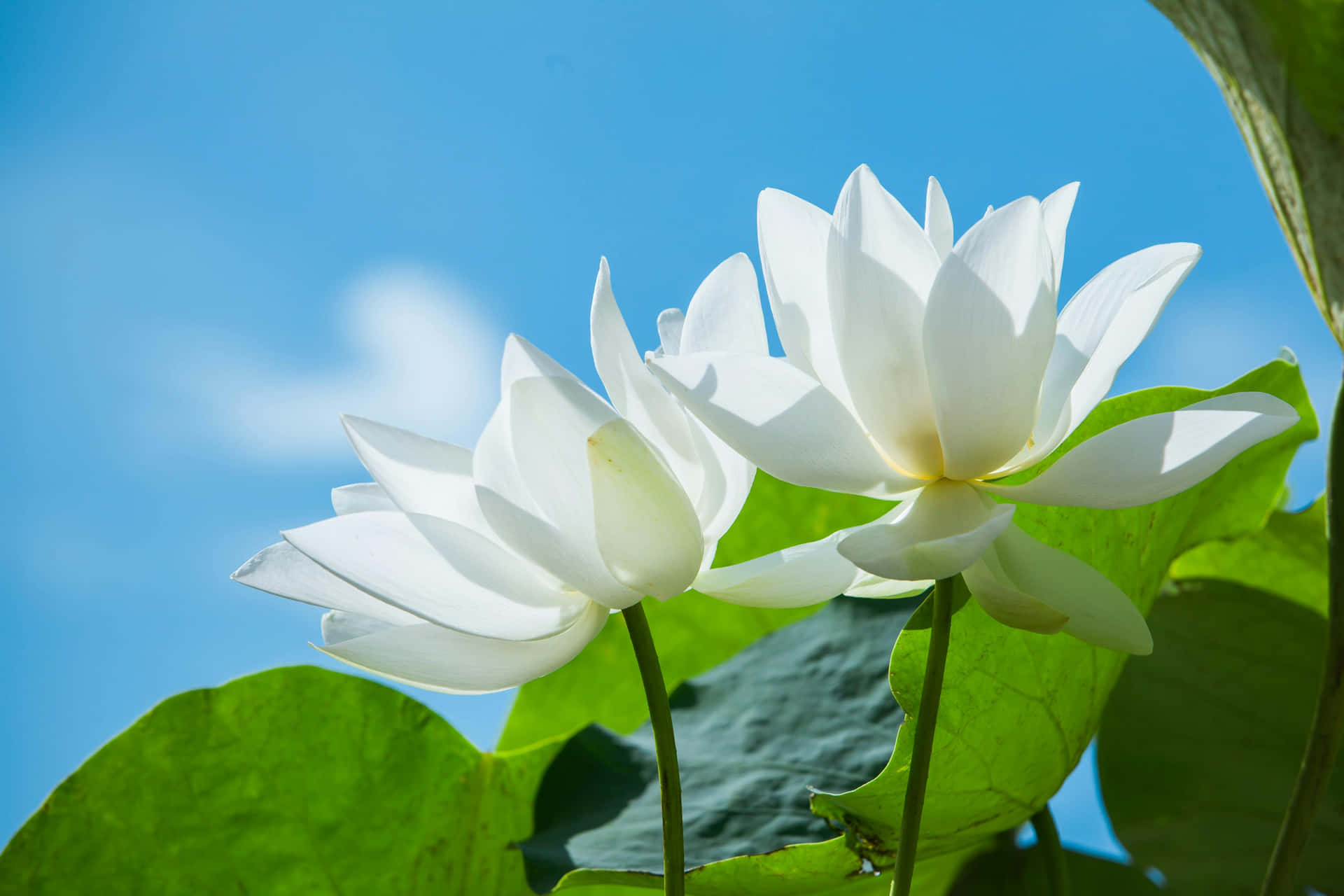 White Lotus Blooms Against Blue Sky Wallpaper