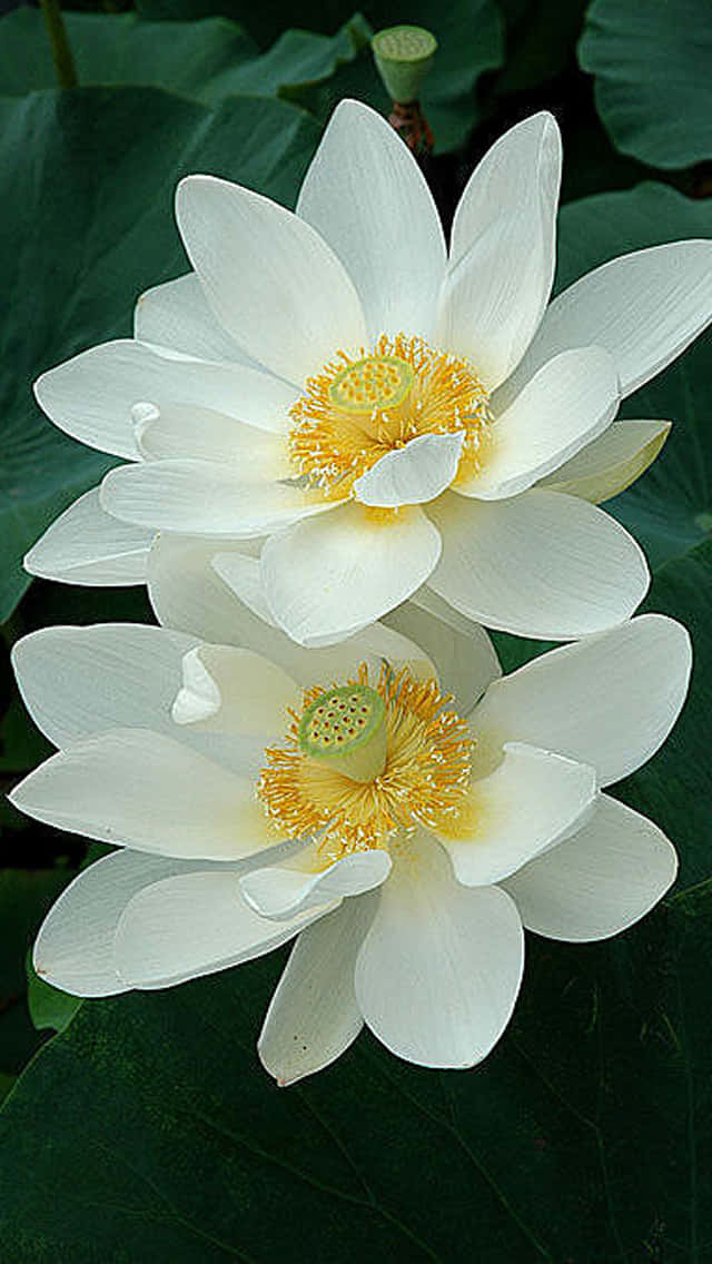 White Lotus Blooms Wallpaper