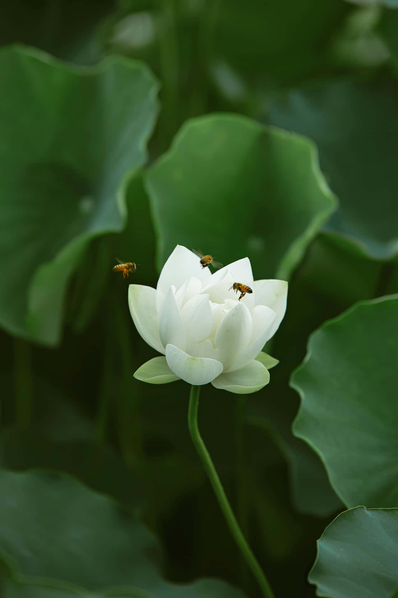 White Lotus Blossomwith Bees Wallpaper