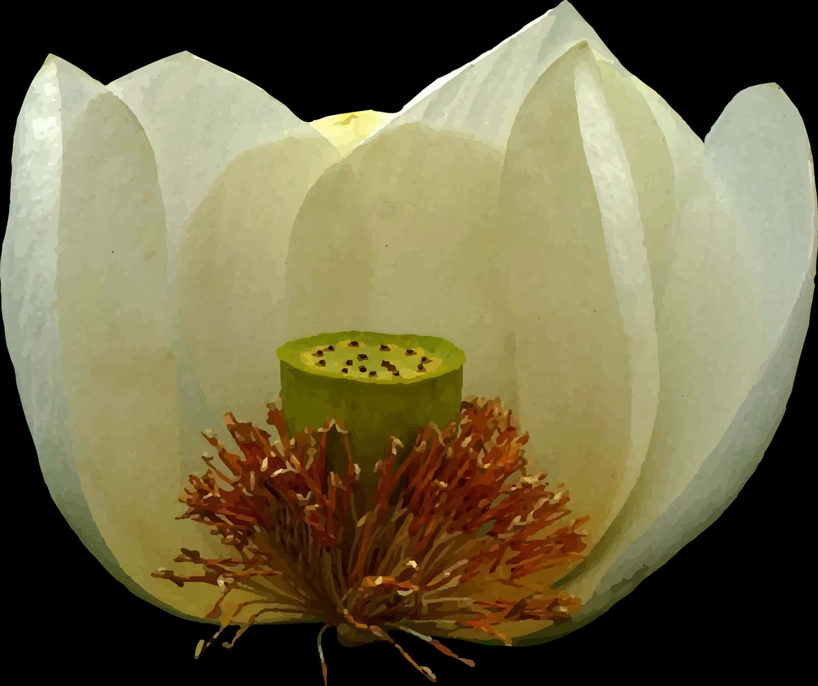 White Lotus Flower Closeup PNG