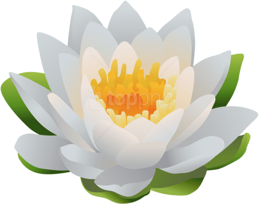 White Lotus Flower Illustration PNG