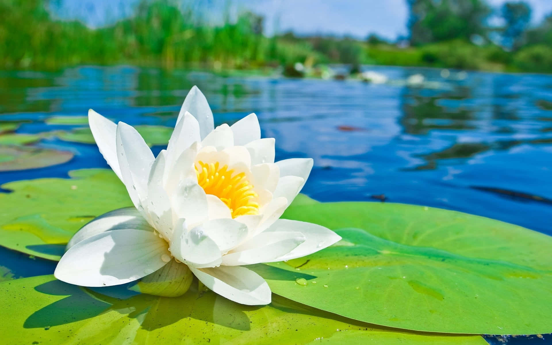 White Lotus Floweron Pond Wallpaper