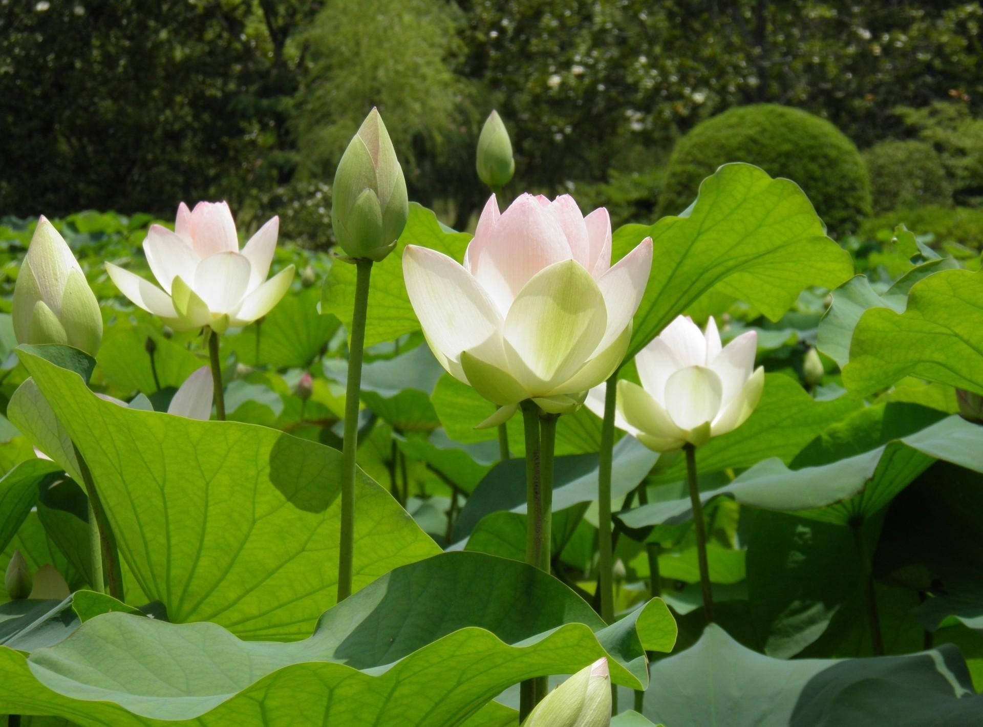 Hvide lotusblomster, der spirer på en aqua-baggrund Wallpaper