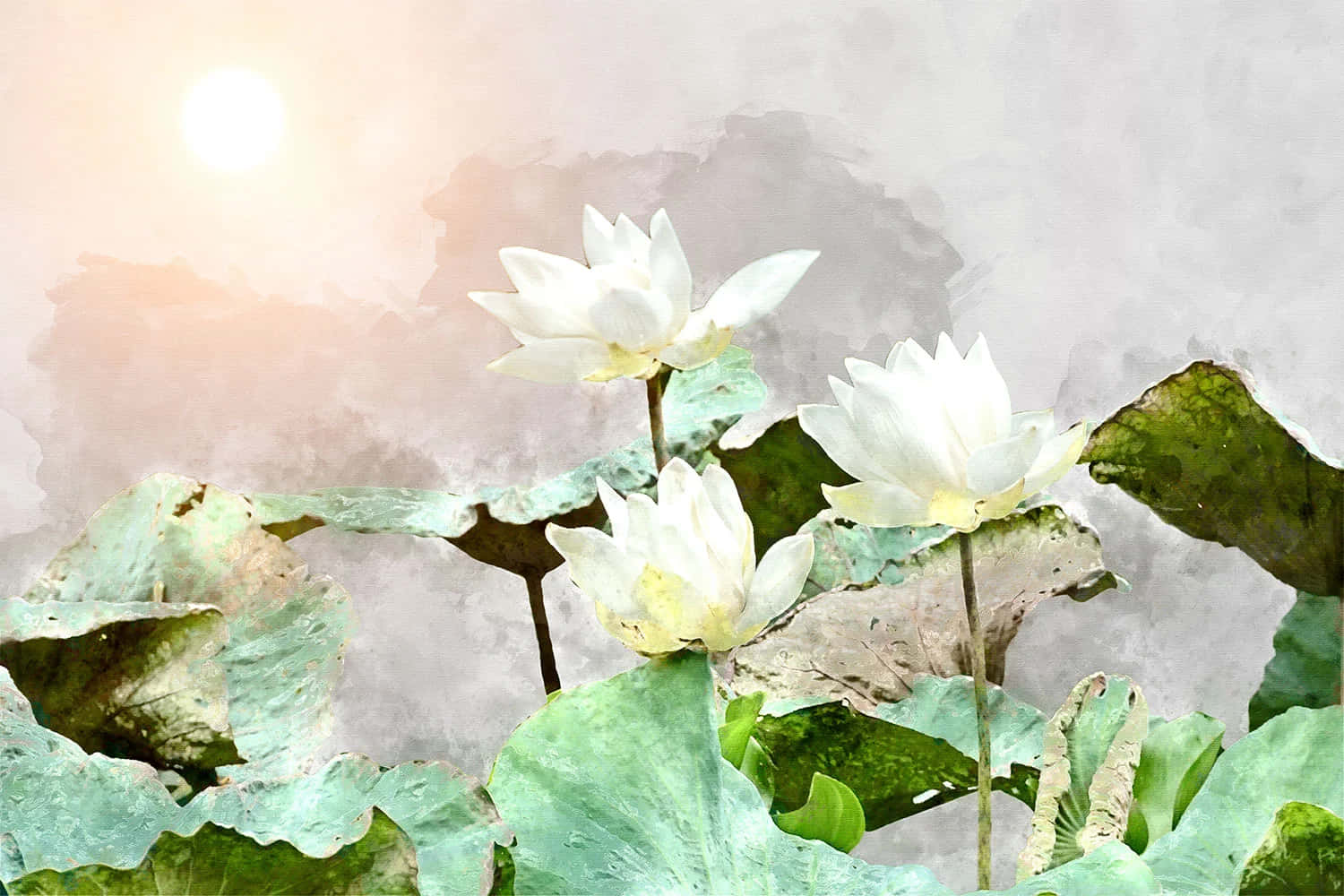 White Lotus Flowers Sunrise Wallpaper