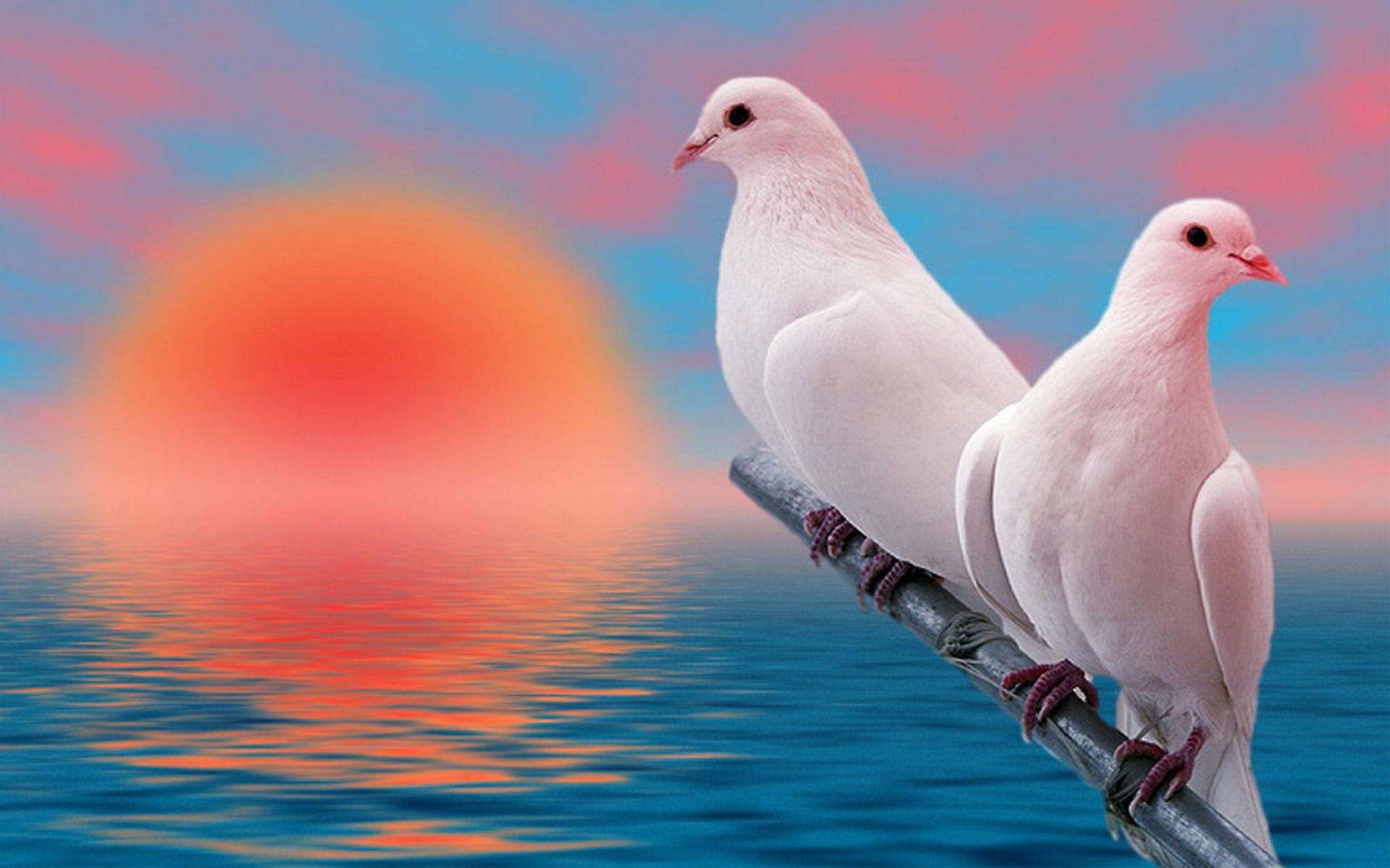 White Love Birds Sunset Edit Wallpaper
