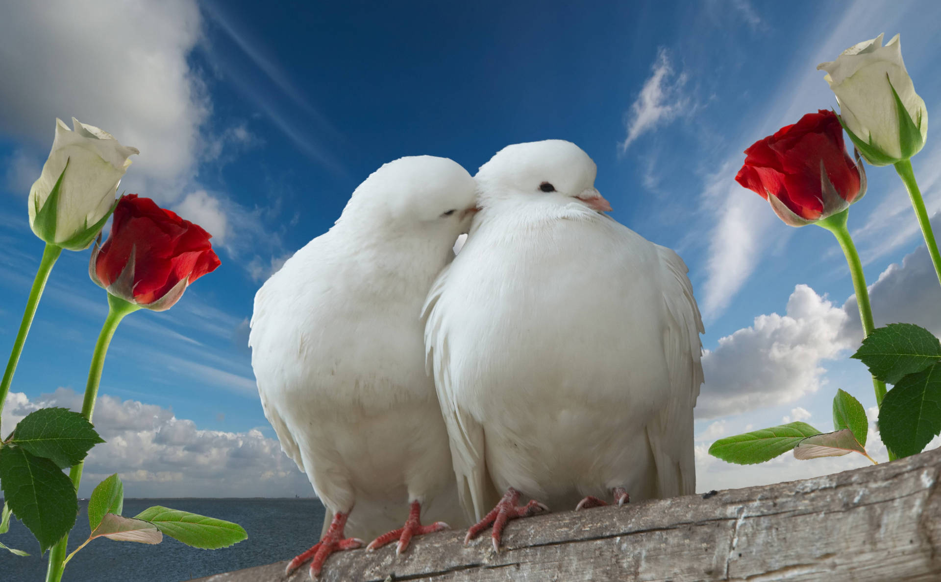 White Love Birds With Roses Wallpaper