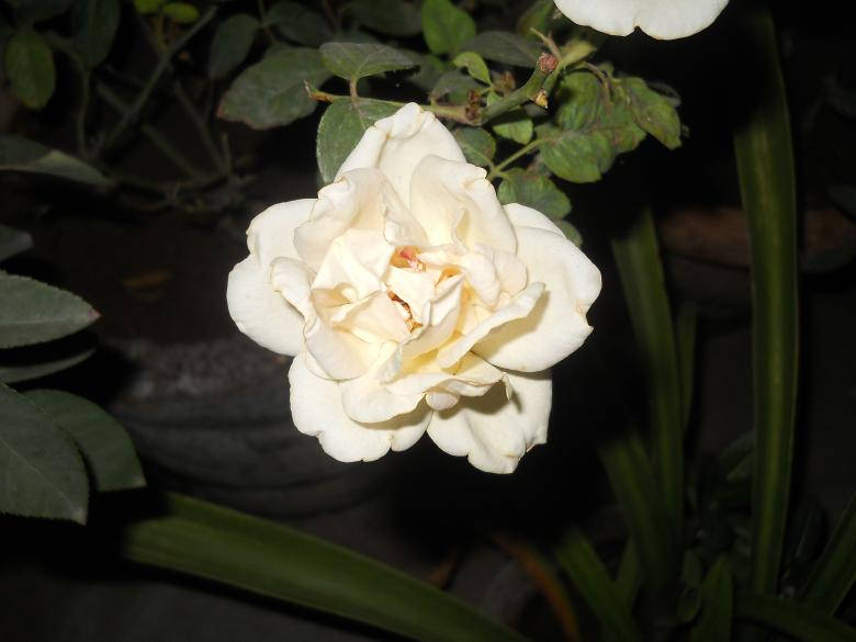 Weißesliebe Rose Hd. Wallpaper