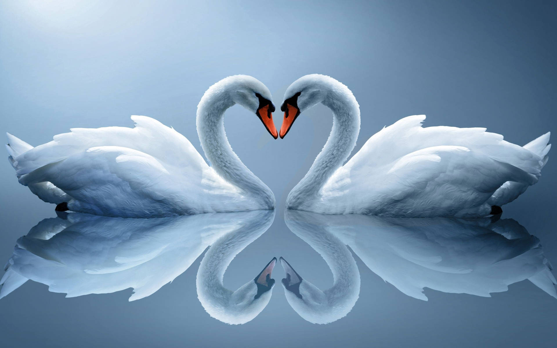 A loving swan couple in perfect harmony Wallpaper