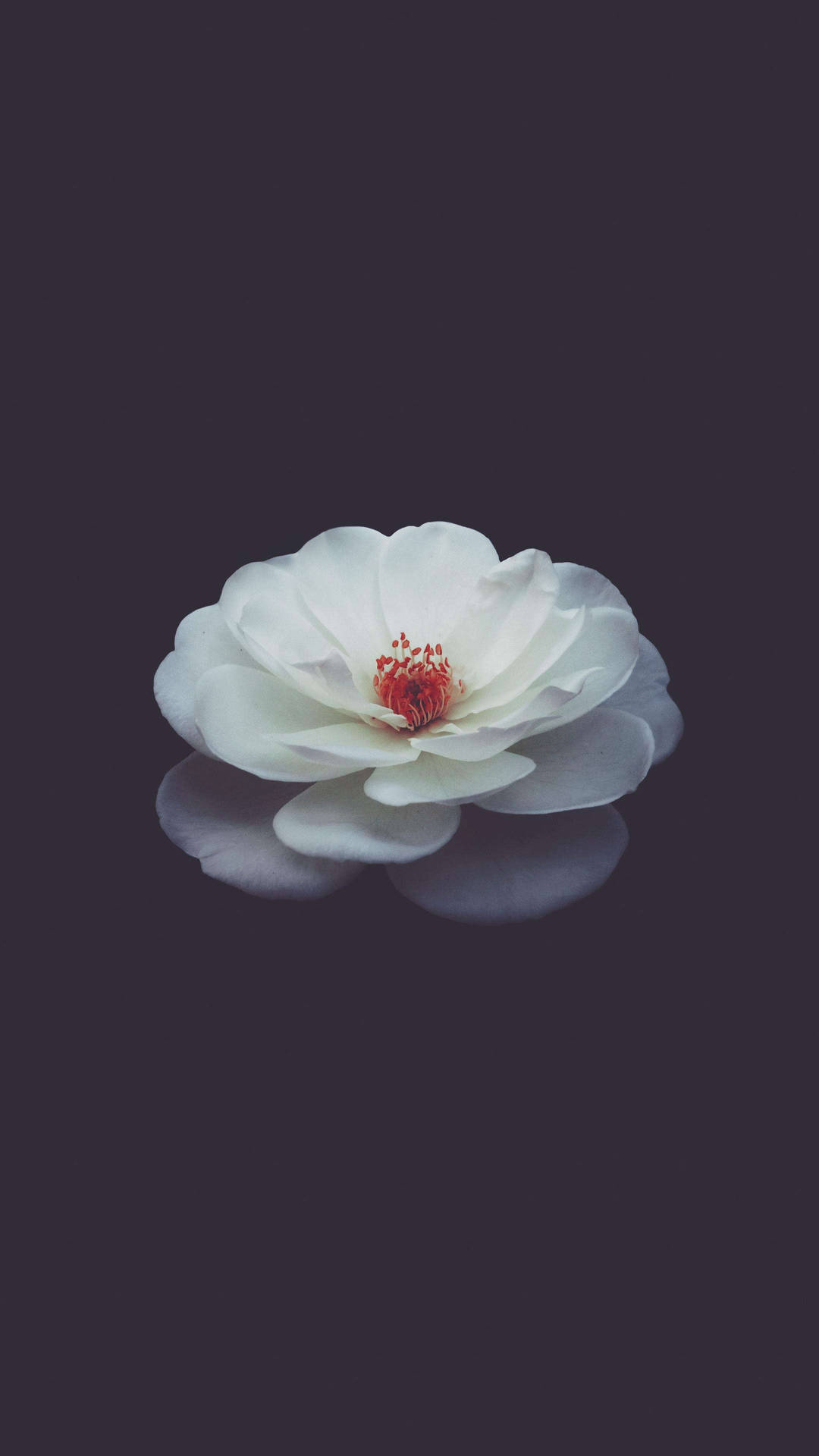 Weißemagnolienblüte Hintergrundbild Für Das Handy Wallpaper