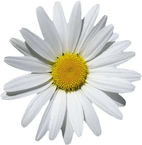 Download White Marguerite Daisy Flower | Wallpapers.com